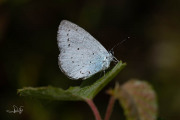 Boomblauwtje / Holly Blue (Celastrina argiolus)