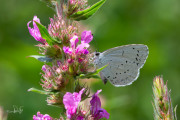 Boomblauwtje / Holly Blue (Celastrina argiolus)