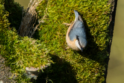 Boomklever / Eurasian Nuthatch (Sitta europaea)