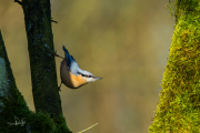 Boomklever / Eurasian Nuthatch (Sitta europaea)