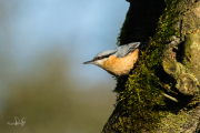 Boomklever / Eurasian Nuthatch (Sitta europaea)