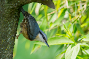 Boomklever / Eurasian Nuthatch (Sitta europaea)