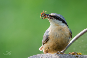 Boomklever / Eurasian Nuthatch (Sitta europaea)