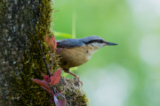 Boomklever / Eurasian Nuthatch (Sitta europaea)