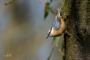 Boomklever / Eurasian Nuthatch (Sitta europaea)