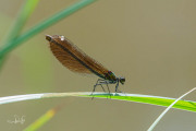 Bosbeekjuffer  / Beautiful Demoiselle (Calopteryx virgo)