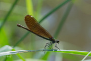 Bosbeekjuffer  / Beautiful Demoiselle (Calopteryx virgo)