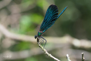 Bosbeekjuffer  / Beautiful Demoiselle (Calopteryx virgo)