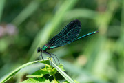 Bosbeekjuffer  / Beautiful Demoiselle (Calopteryx virgo)