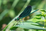 Bosbeekjuffer  / Beautiful Demoiselle (Calopteryx virgo)