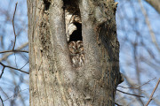 Bosuil / Tawny Owl (Strix aluco)