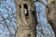 Bosuil / Tawny Owl (Strix aluco)