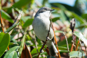 Braamsluiper / Lesser Whitethroat (Sylvia curruca)