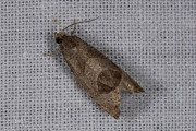 Bramenbladroller / Bramble Shoot Moth (Notocelia uddmanniana), micro