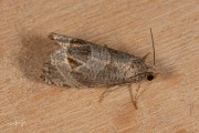 Bramenbladroller / Bramble Shoot Moth (Notocelia uddmanniana), micro