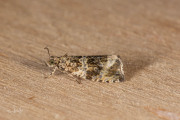 Brandnetelbladroller / Dark Strawberry Tortrix (Syricoris lacunana), micro