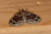 Bruine vierbandspanner / Red Twin-spot Carpet (Xanthorhoe spadicearia)