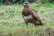 Buizerd / Common Buzzard (Buteo buteo)