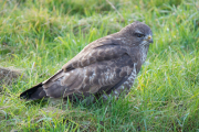 Buizerd / Common Buzzard (Buteo buteo)