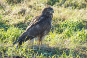 Buizerd / Common Buzzard (Buteo buteo)