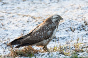 Buizerd / Common Buzzard (Buteo buteo)