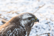 Buizerd / Common Buzzard (Buteo buteo)