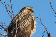 Buizerd / Common Buzzard (Buteo buteo)