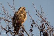 Buizerd / Common Buzzard (Buteo buteo)