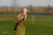 Buizerd / Common Buzzard (Buteo buteo)