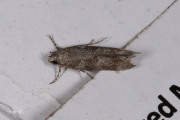 Dennenlotmot / Pine Bud Moth (Exoteleia dodecella), micro
