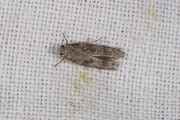 Dennenlotmot / Pine Bud Moth (Exoteleia dodecella), micro