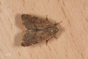 Donkere iepenuil / Lesser-spotted Pinion (Cosmia affinis)