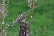 Draaihals / Eurasian Wryneck (Jynx torquilla)