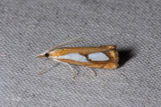 Egale vlakjesmot (Catoptria pinella), micro