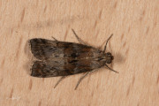 Eikenlichtmot (Phycita roborella), micro