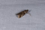 Eikentopspinselmot (Acrobasis consociella), micro