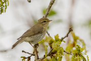 Fitis / Willow Warbler (Phylloscopus trochilus)