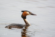 Fuut / Great Crested Grebe (Podiceps cristatus)