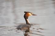 Fuut / Great Crested Grebe (Podiceps cristatus)