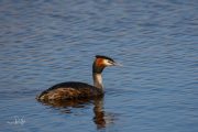 Fuut / Great Crested Grebe (Podiceps cristatus)