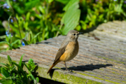 Gekraagde roodstaart /  Common Redstart  (Phoenicurus phoenicurus)