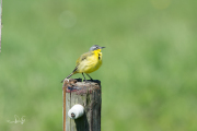 Gele kwikstaart / Blue-headed Wagtail (Motacilla flava)