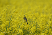 Gele kwikstaart / Blue-headed Wagtail (Motacilla flava)