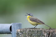 Gele kwikstaart / Blue-headed Wagtail (Motacilla flava)