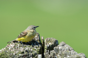 Gele kwikstaart / Blue-headed Wagtail (Motacilla flava)