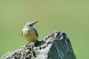 Gele kwikstaart / Blue-headed Wagtail (Motacilla flava)