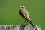 Gele kwikstaart / Blue-headed Wagtail (Motacilla flava)