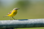 Gele kwikstaart / Blue-headed Wagtail (Motacilla flava)