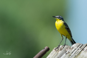 Gele kwikstaart / Blue-headed Wagtail (Motacilla flava)