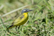 Gele kwikstaart / Blue-headed Wagtail (Motacilla flava)